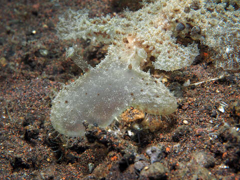 Image of Wonderous melibe slug