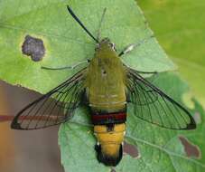 Image of Coffee Clearwing