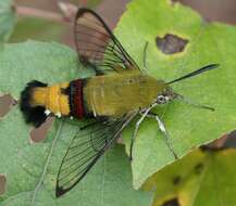 Image of Coffee Clearwing