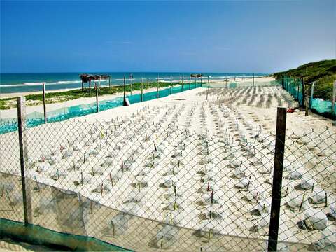 Image of Ridley sea turtles