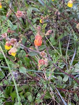 Plancia ëd Hermannia multiflora Jacq.