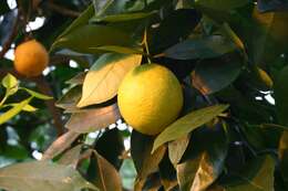 Image of Citrus × sinensis