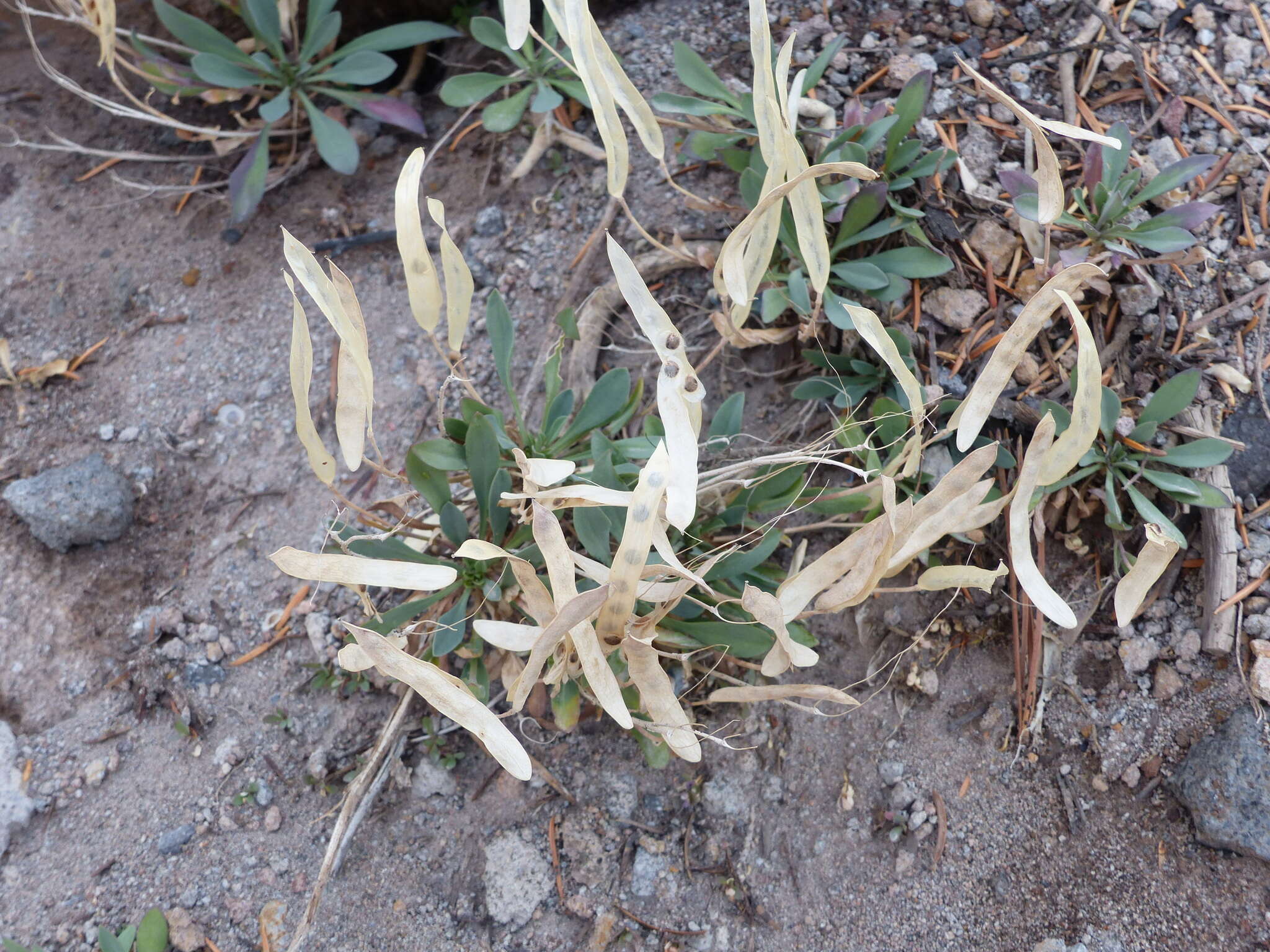 Image of Howell's pioneer rockcress