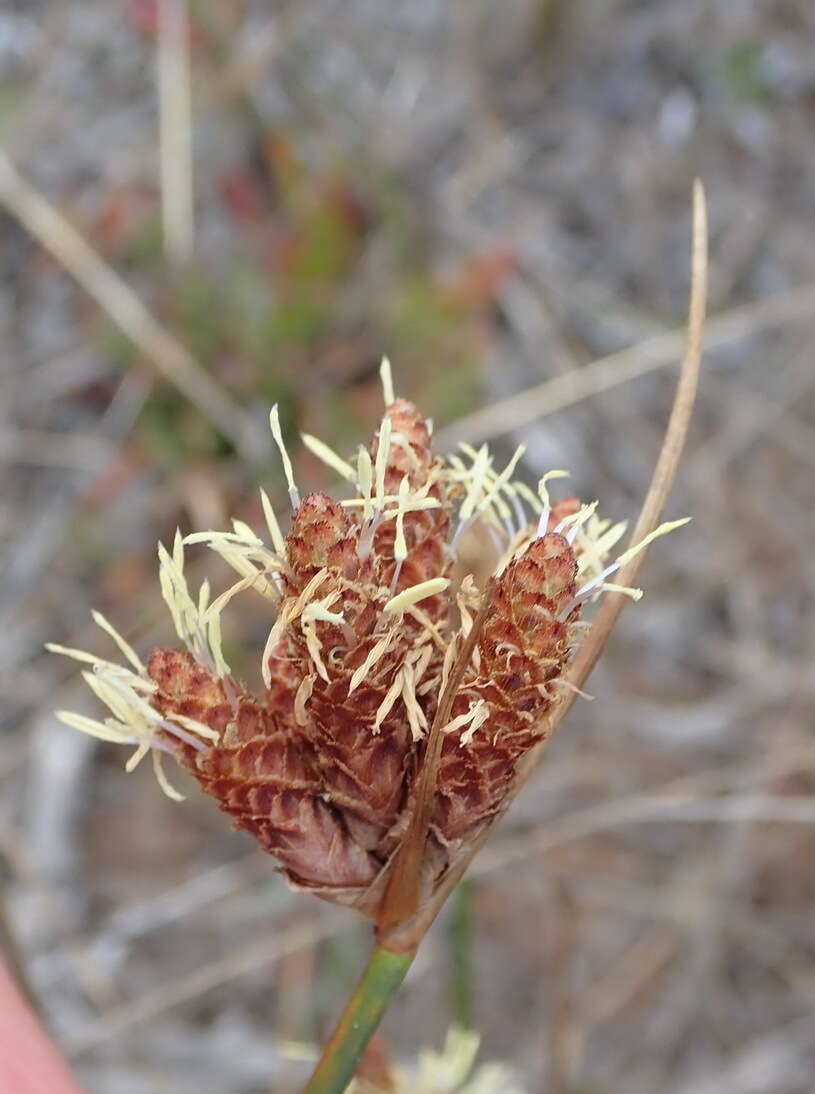 Слика од Hellmuthia membranacea (Thunb.) R. W. Haines & Lye