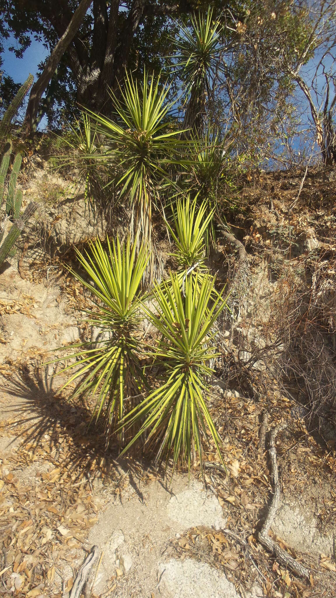Image of Yucca capensis L. W. Lenz