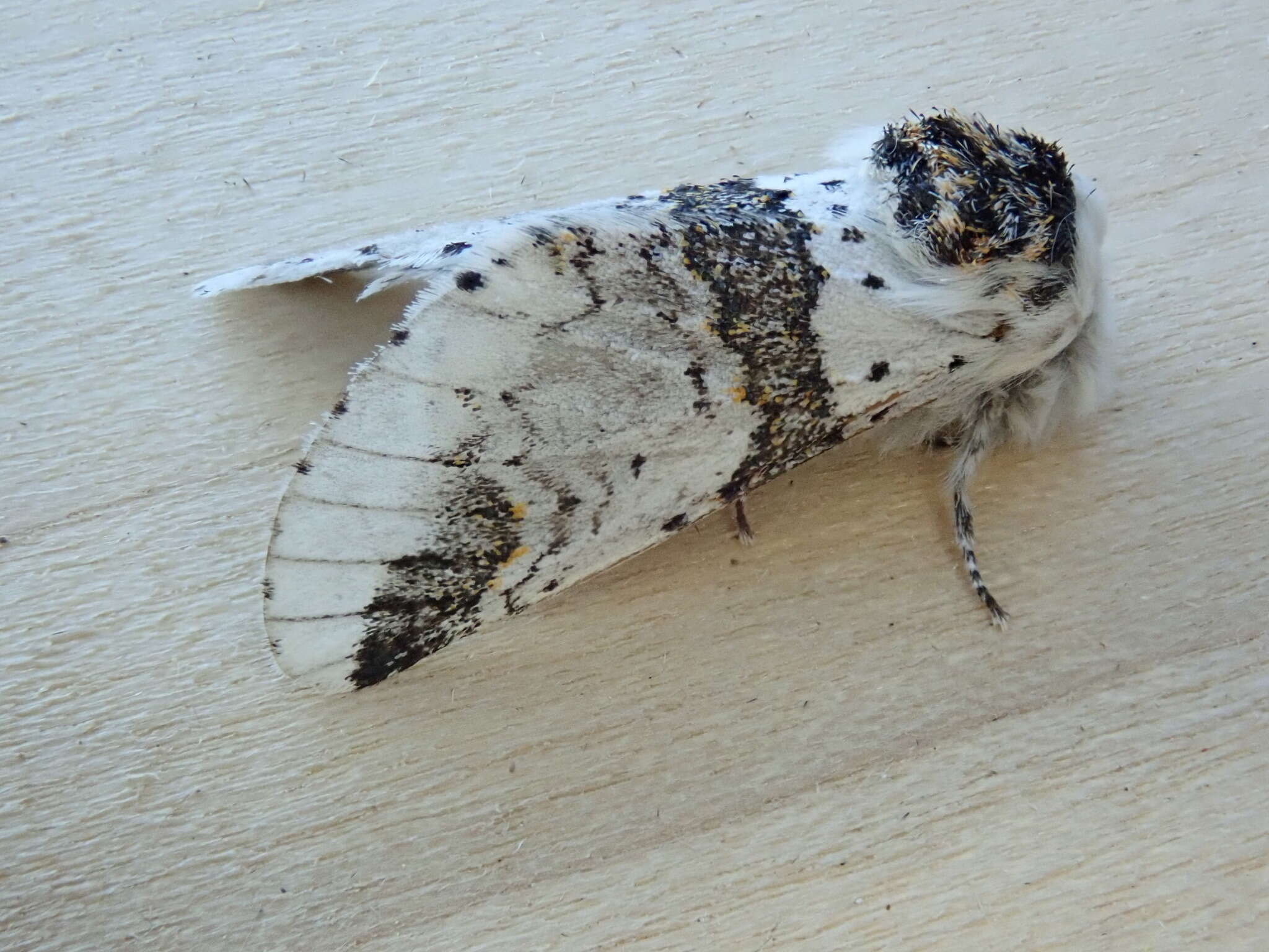 Image of Poplar Kitten