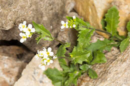 Image de Arabette des Alpes