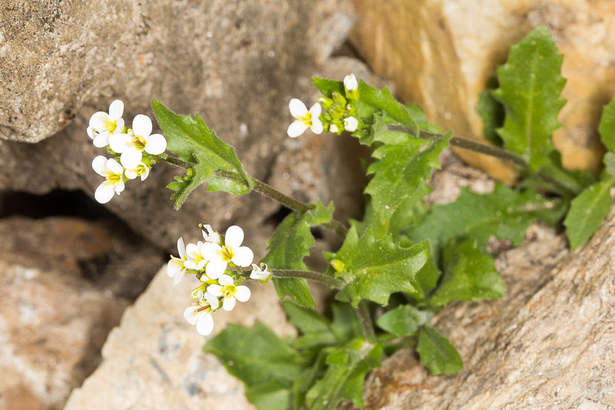 Image de Arabette des Alpes