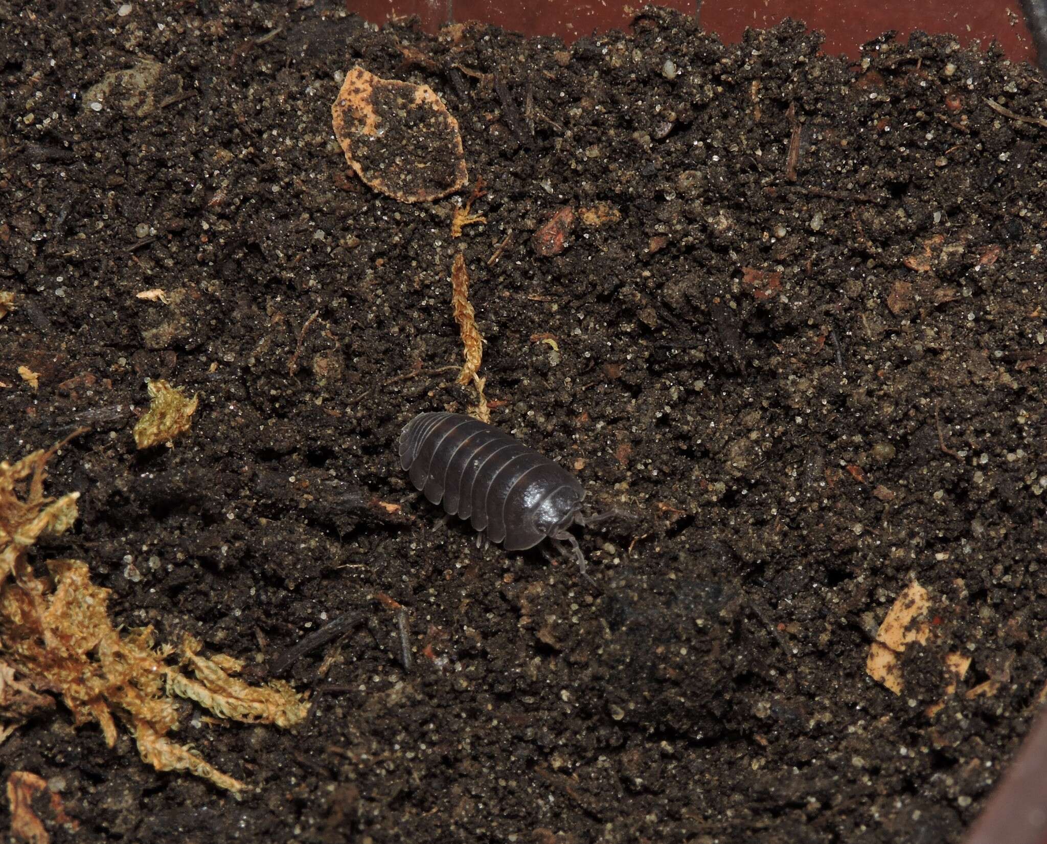 Image of Armadillidium badium Budde-Lund 1885