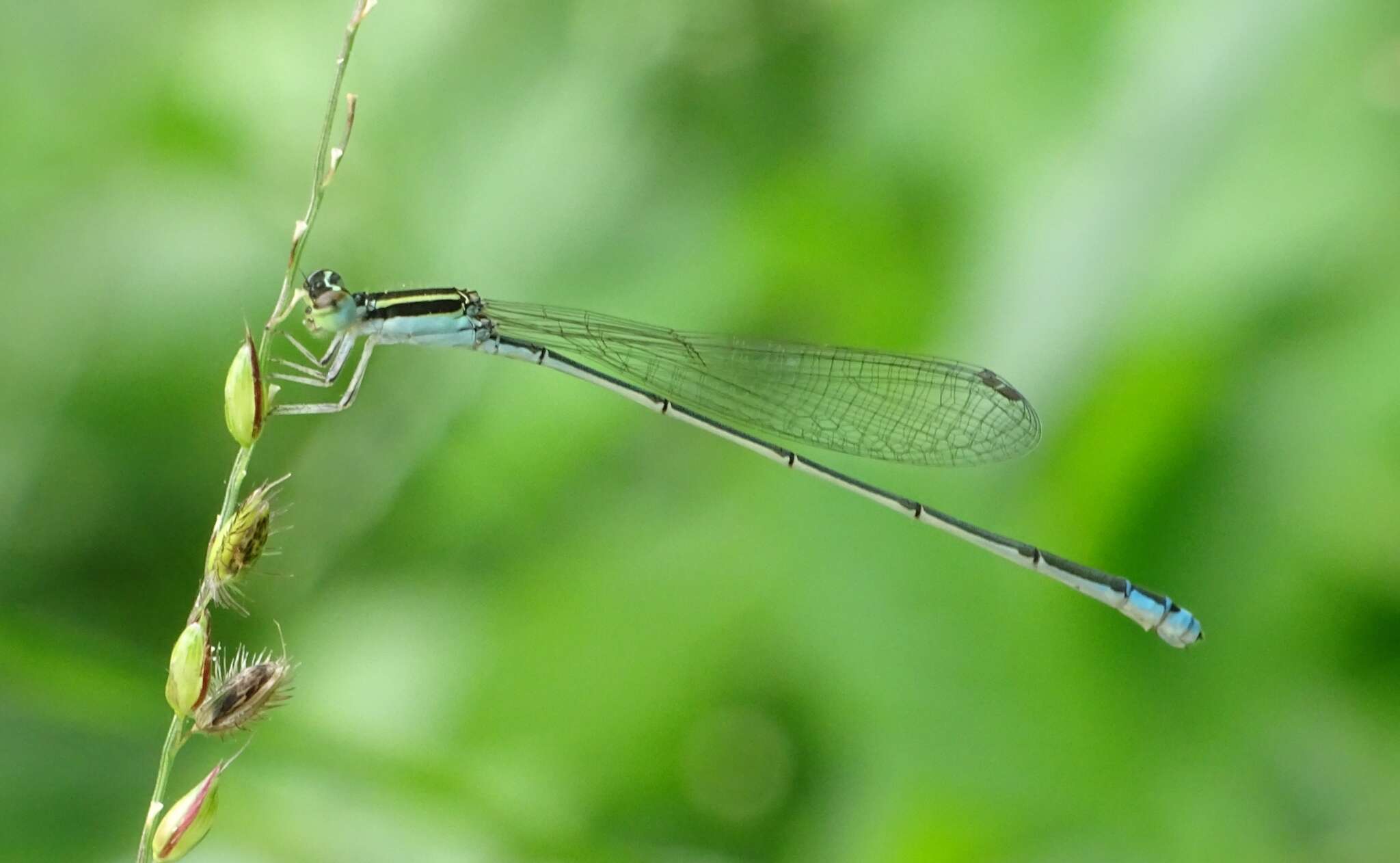 Imagem de Aciagrion occidentale Laidlaw 1919