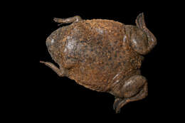 Image of Surinam toad