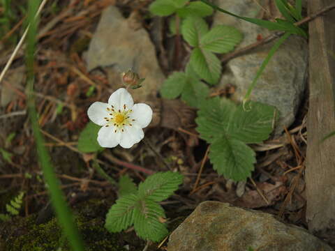 Image of Fragaria nubicola Lindl.