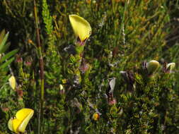 Plancia ëd Aspalathus linguiloba R. Dahlgren