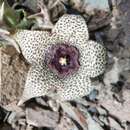 صورة Ceropegia irrorata (Masson) Bruyns