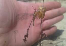 Image of Spoon-winged lacewing