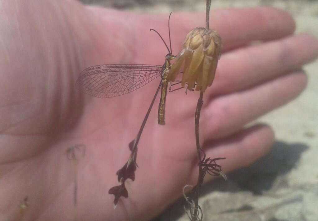 Image of Spoon-winged lacewing