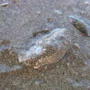 Image of Sea snail