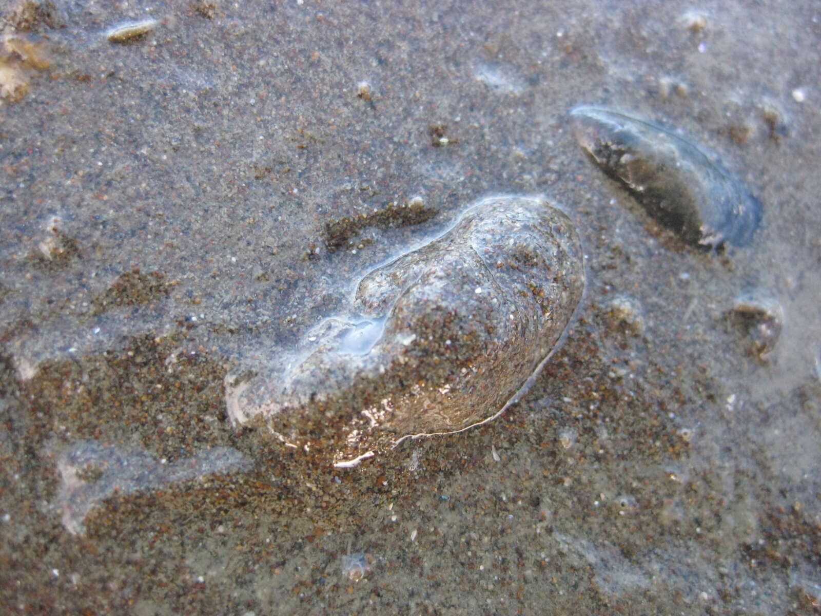 Image of Sea snail