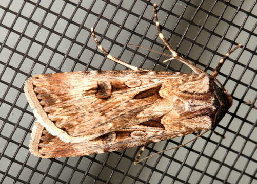 Image of Agrotis munda Walker 1856