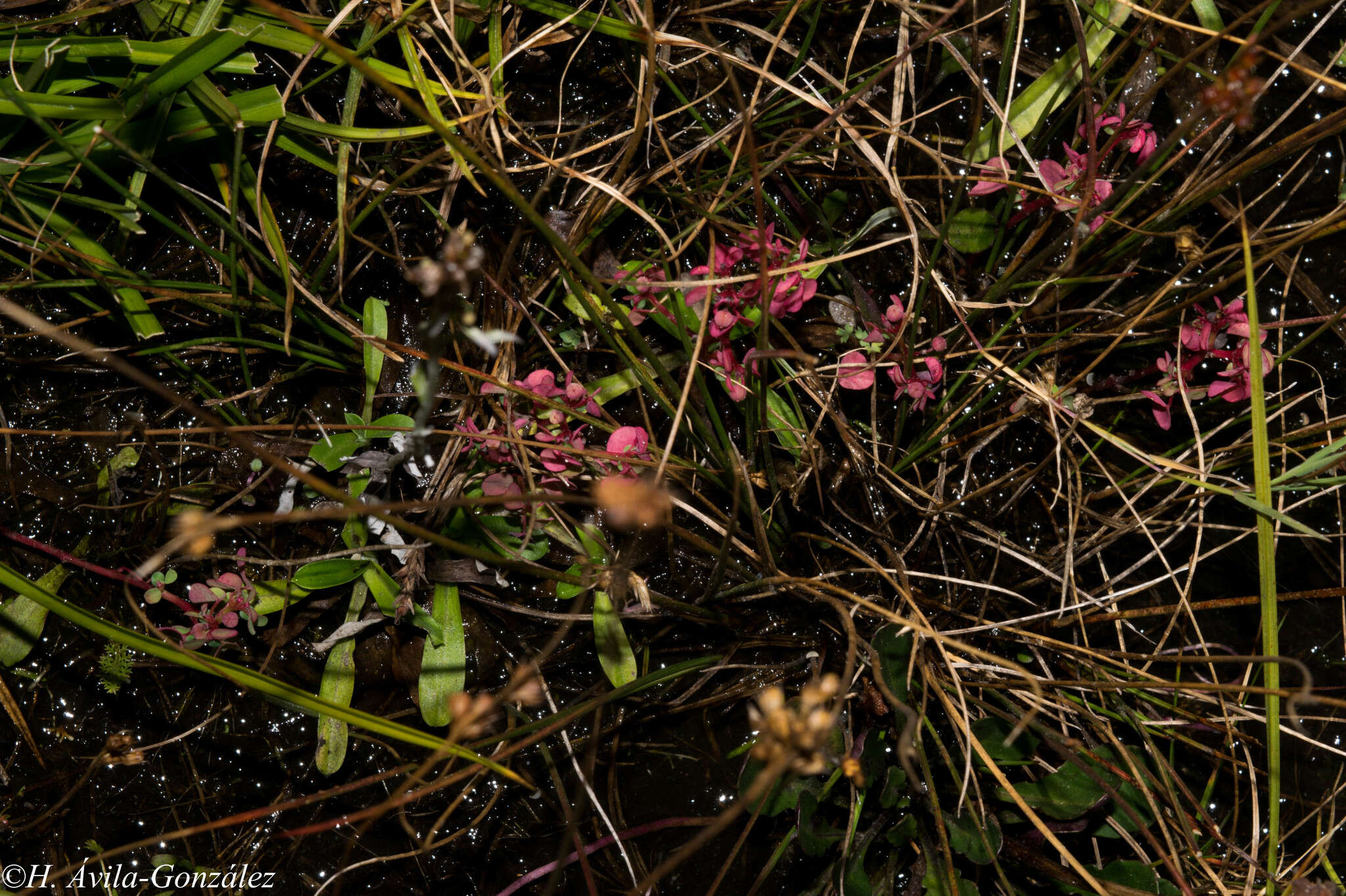 Image of Euphorbia misella S. Watson