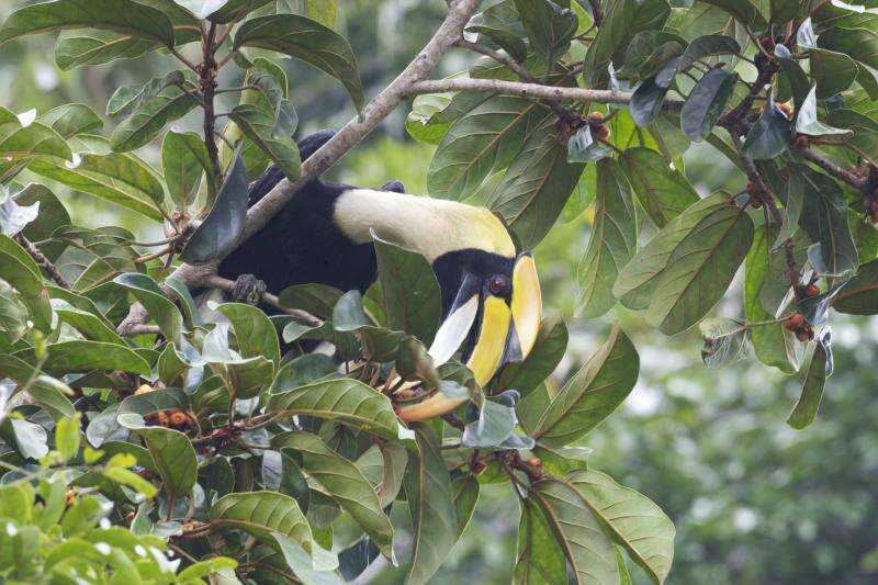 Image of Great Indian Hornbill