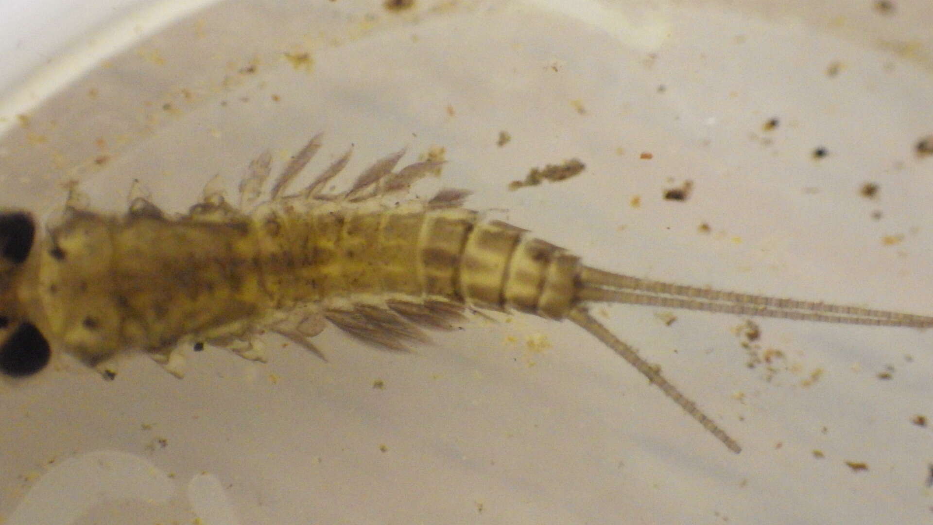 Image of Stenacron Mayfly