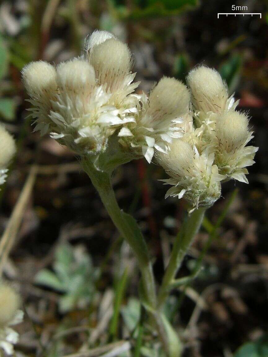 Imagem de Antennaria parvifolia Nutt.