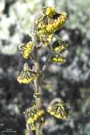 Image of Boreal Sagebrush