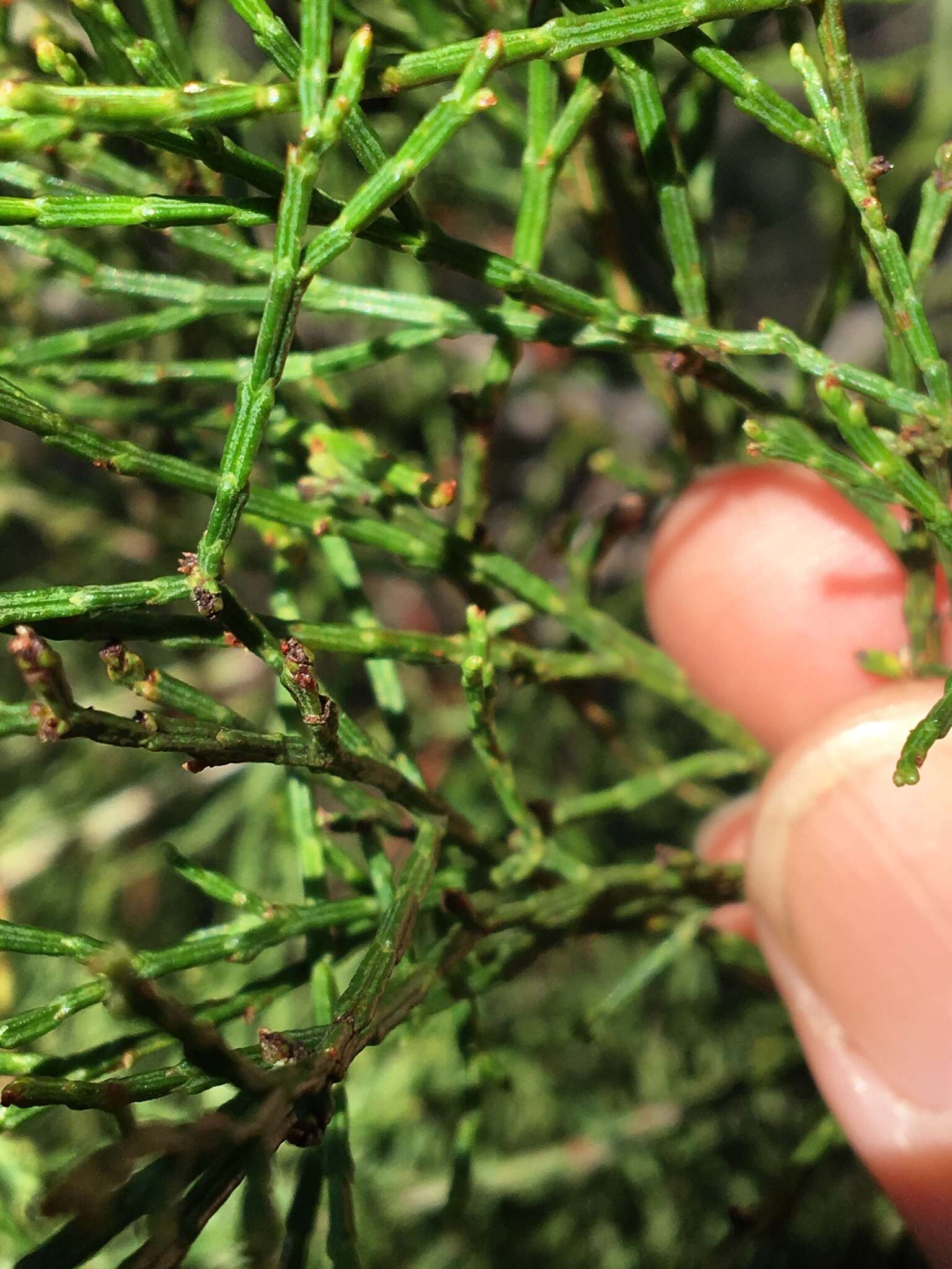 Image of Black Cypress-pine