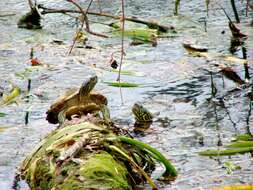 Image of Eastern Painted Turtle