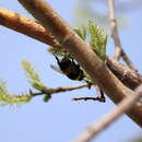 Image of Cryptic Bumble Bee