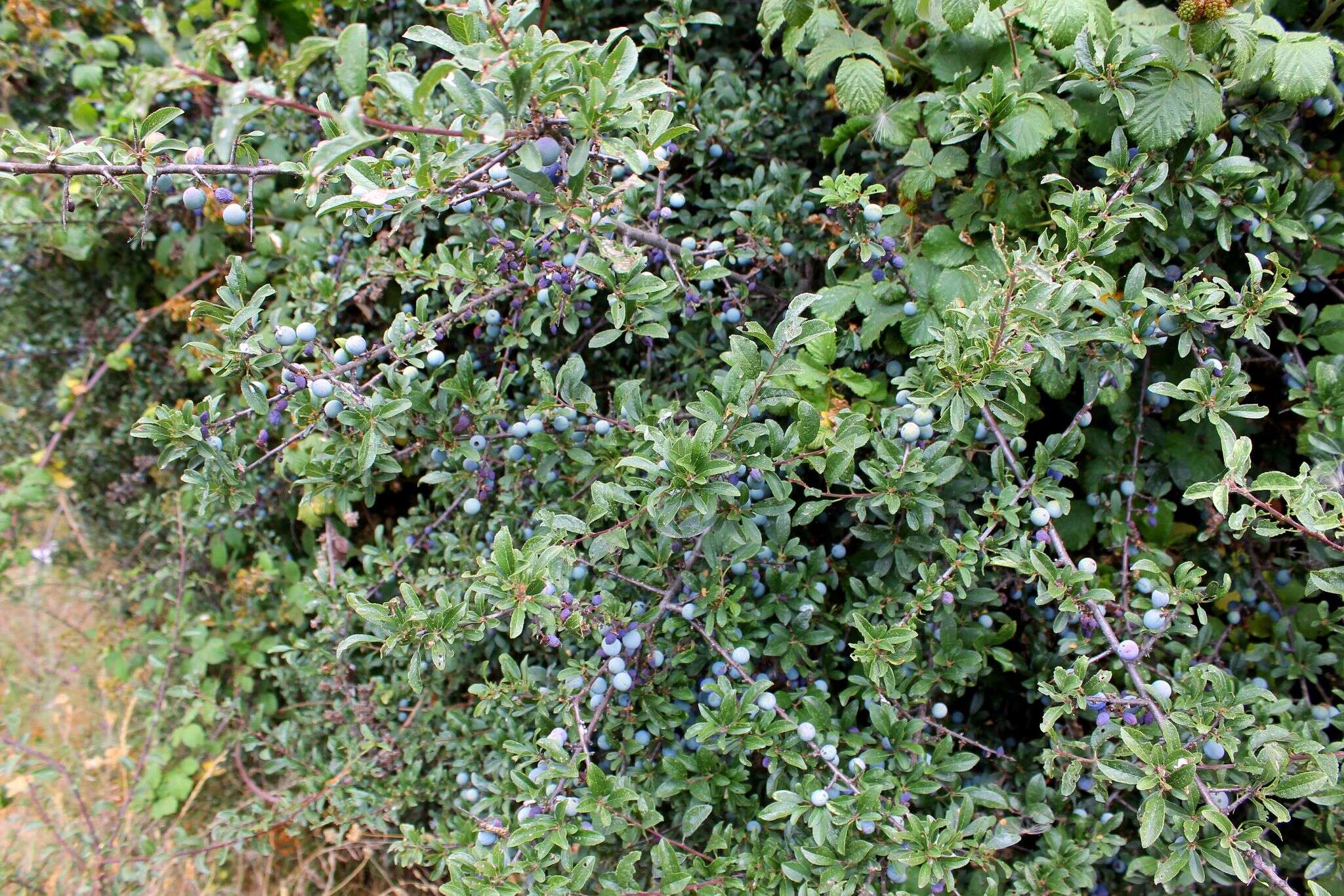 Image of Blackthorn