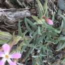 Image of cold-desert phlox