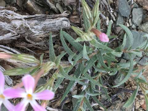 Image of cold-desert phlox