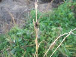 Image of Ergot