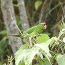 Image of Scarlet-fronted parakeet