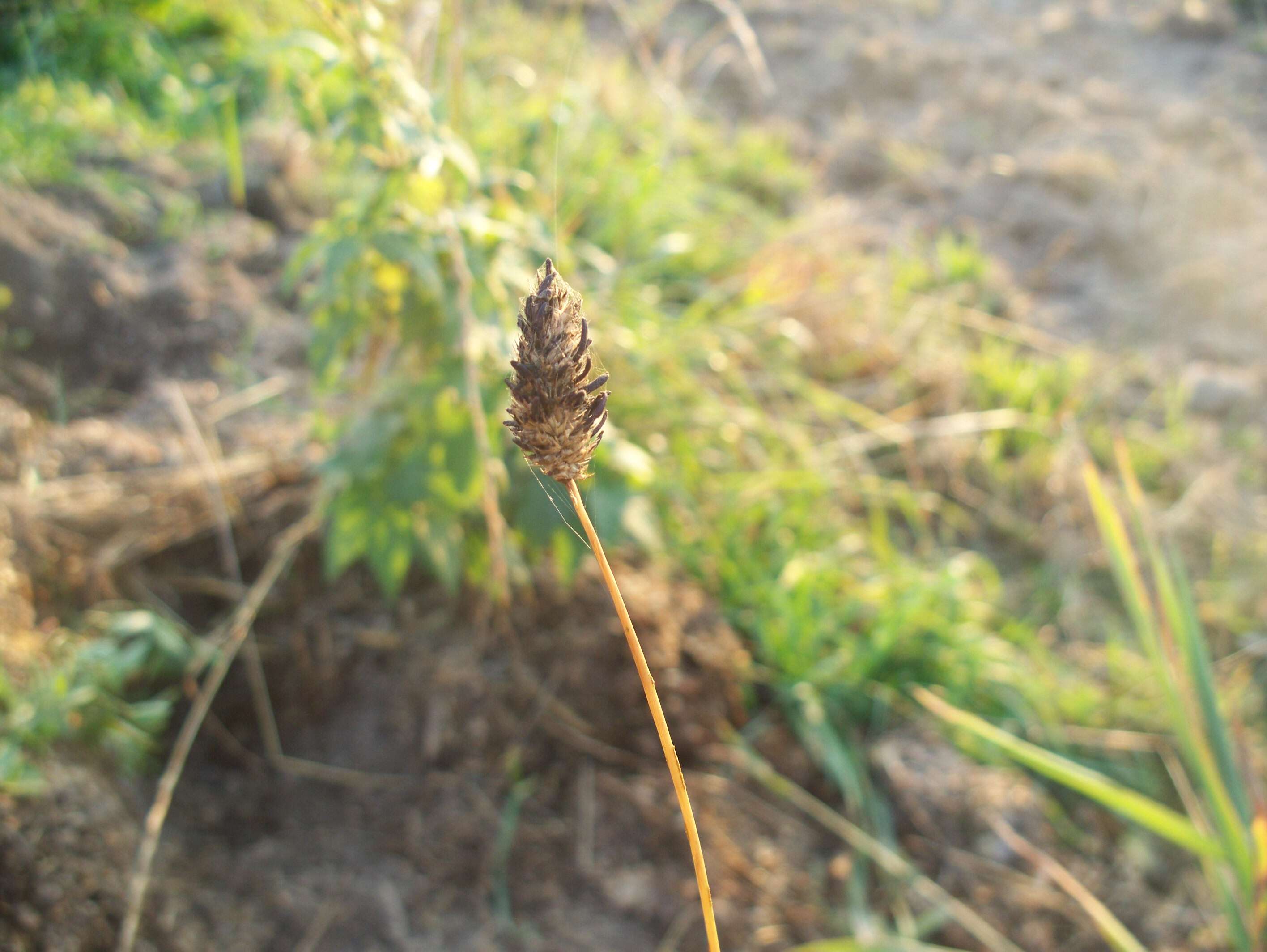 Image of Ergot