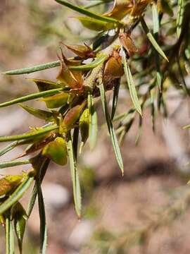 Image de Daviesia acicularis Sm.