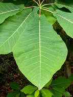 Image of Magnolia fraseri var. fraseri