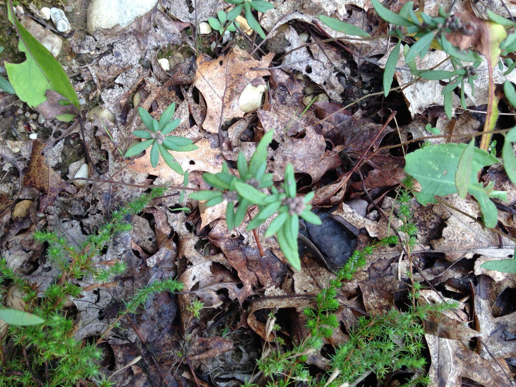 Image of low frostweed