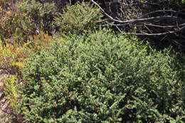 صورة Pimelea serpyllifolia subsp. serpyllifolia