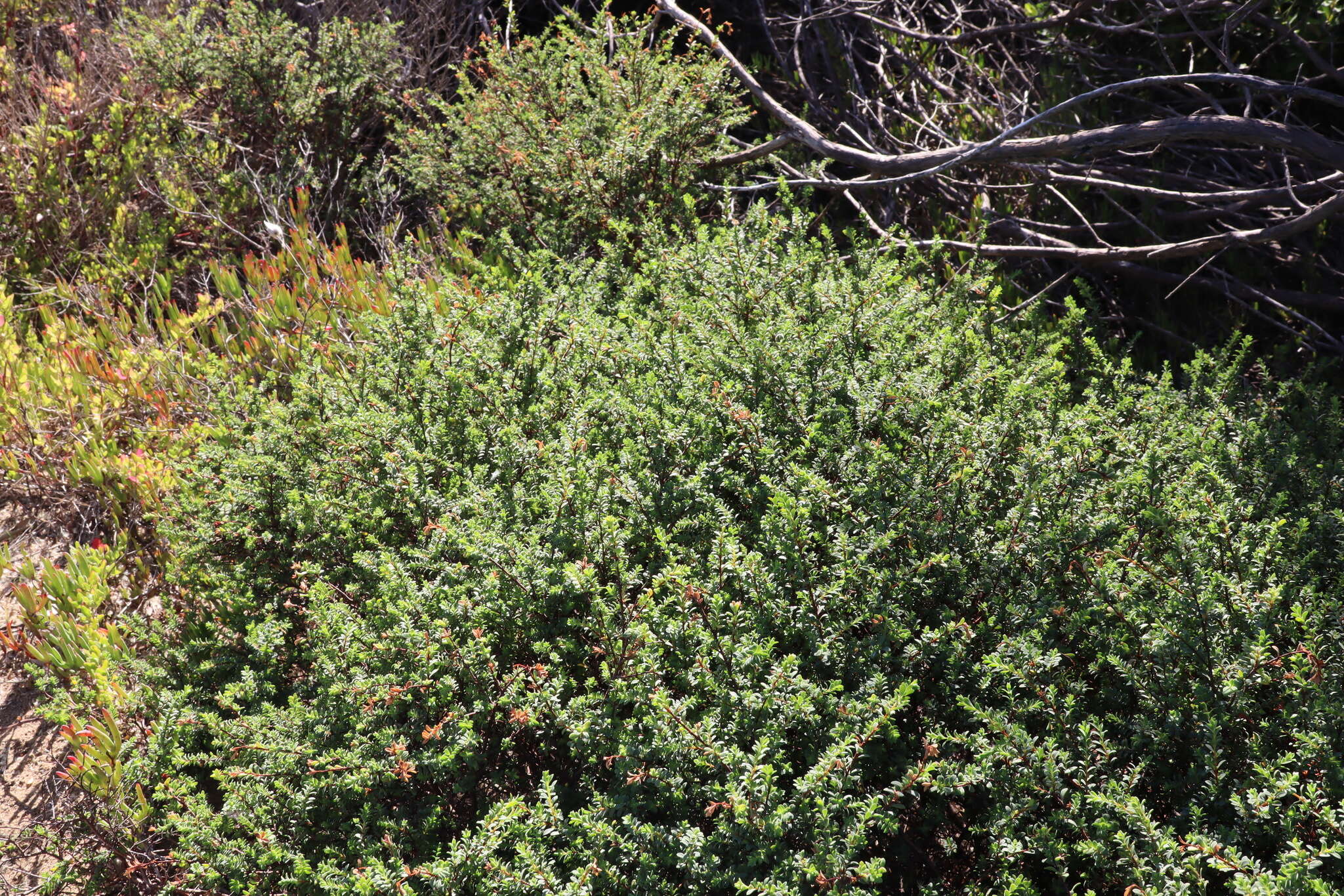 Image of Pimelea serpyllifolia subsp. serpyllifolia