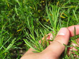 Image of Hypericum densiflorum var. interior (Small) Sorrie & Weakley