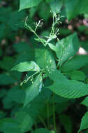 Image of honewort