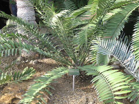 Image de Encephalartos lehmannii Lehm.