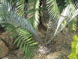 Image of Lebombo cycad