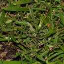 Image of Indigofera erythrogramma subsp. lanceolata