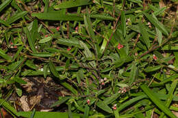 Imagem de Indigofera erythrogramma subsp. lanceolata