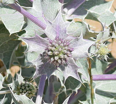 Image of sea-holly