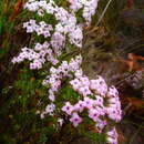 Erica daphniflora var. daphniflora resmi